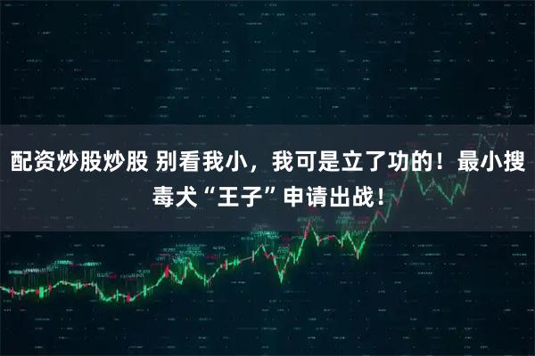 配资炒股炒股 别看我小，我可是立了功的！最小搜毒犬“王子”申请出战！